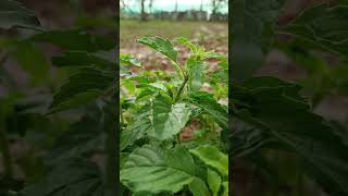 Tulasi plant in Rainey 🌧️ youtubeshorts rain shorts short viralvideo youtube rainyroad 53 [upl. by Canica]