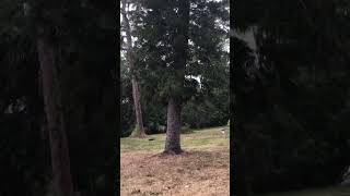 This Is The Tallest Tree In The World shorts nature outdoors [upl. by Erreip]