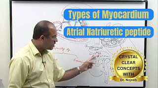 Types of Myocardium  Atrial Natriuretic Peptide  ANP 🩺 [upl. by Suirred905]