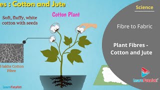 Fibre to Fabric Class 6 Science  Plant Fibres Cotton and Jute [upl. by Kristan]