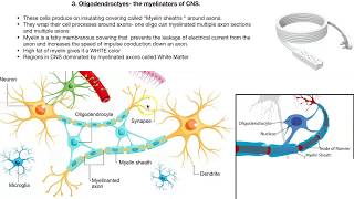 Neuroglia cells [upl. by Ahiel]