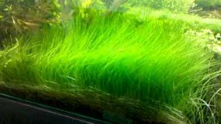 Eleocharis parvula [upl. by Wrench]