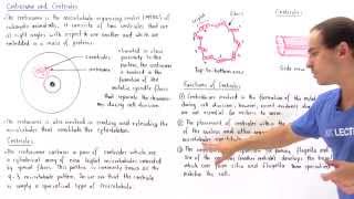 Centrosome and Centrioles [upl. by Lowrance903]