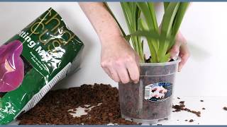 Repotting a Cymbidium Orchid [upl. by Markland403]