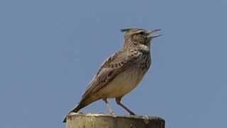 Ptice Hrvatske  Kukmasta ševa Galerida cristata Birds of Croatia  Crested Lark 23 [upl. by Baten]