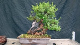 Syzygium Small Leaves Shohin Bonsai [upl. by Irrok]