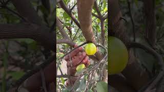 Nimbu khatta hai 🍎 vijay3guy [upl. by Evannia]