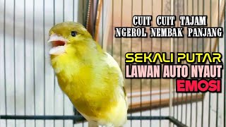 AUTO NYAUT‼️Sekali Putar Kenari Manapun LANGSUNG Nyaut EMOSI Dengar Cuitan Tajam Ngerek Gacor EMOSI [upl. by Idnahk167]