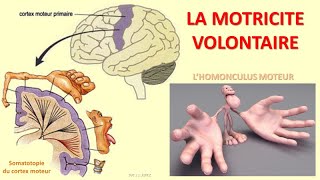 Motricité volontaire [upl. by Drarig]