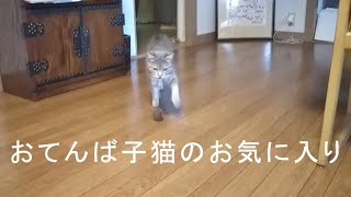 だいまろ 松ぼっくりに夢中な子猫 Vlog007 [upl. by Llerihs443]