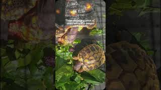 Red foot dan hermanni💐 tortoise pesonaindonesia reptiles reptilesofyoutube [upl. by Violeta67]