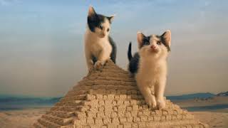 Flygresorse presenterar kattungarna vid pyramiderna [upl. by Guildroy]