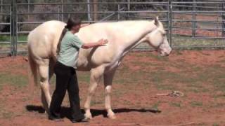 Paladin cremello palomino QH horse gallops and plays [upl. by Aicemed]