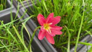 HD208 Hybrid Flower [upl. by Gildea]