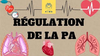 🩸🫀physiologie 2éme unité1  cour 4 🔺️La régulation de la pression artérielle 📚 [upl. by Tana]