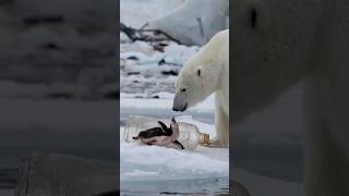 Polar bears brave rescue of injured penguin trapped in plastic bottle touches hearts [upl. by Maximilianus839]