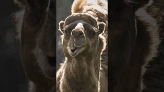 Camel Chewing Noise 🐫 [upl. by Musihc]