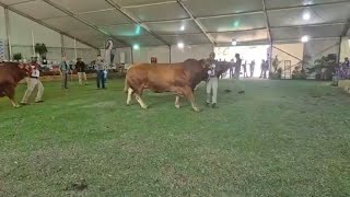 Limousin Cattle Breeders Southern Africa Senior Bull and Breed Champion live from Bloem Show 2024 [upl. by Notneb45]