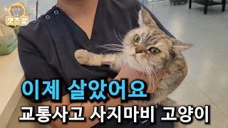 ep3 유기 되고 교통사고로 사지마비가 온 고양이를 매일 지극 정성으로 돌봐 주었더니 [upl. by Nedrah]