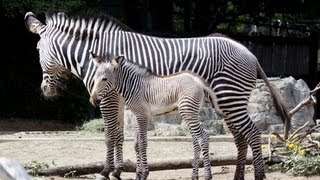 Zebra Braying  At The Denver Zoo [upl. by Erdreid]