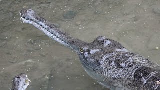 Gavial Du Gange  Gharial  Ferme Aux Crocodiles Pierrelatte [upl. by Schoenberg413]