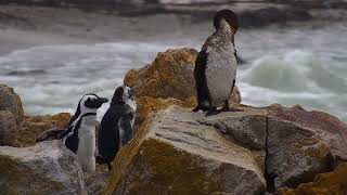 Stony Point Penguins South Africa exploreorg 20241028 [upl. by Wilkins511]