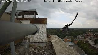 Kingston peregrines 06062024 Attack [upl. by Rimidalv]