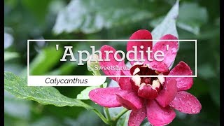 30 Seconds with Aphrodite Sweetshrub [upl. by Acyssej]