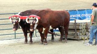 oxen pull 2MOV [upl. by Dorcia362]