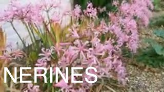 How to Grow Potted Nerines [upl. by Alvina]