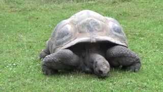 צב אלדברה  Aldabra Giant Tortoise Aldabrachelys gigantea Prague Zoo [upl. by Abate]