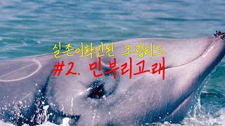 실존이확인된 크립티드2 민부리고래Cuviers beaked whale [upl. by Sorilda]