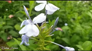 Plumbago Zeylanica  Daun Encok  Bunga Berkhasiat [upl. by Hamian]