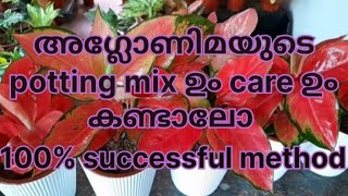 അഗ്ലോണിമയുടെ ഒരു simple potting mix ഉം plant care ഉം കണ്ടാലോ💯 successful methodaglaonema plants [upl. by Leizar]