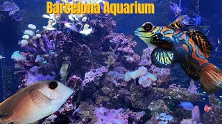 Barcelona Aquarium Aquarium with Mandarinfish Sixline wrasse Tomini surgeonfish [upl. by Airres998]