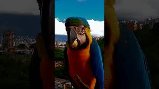 Cute Baby Macaw Eating Banana shorts [upl. by Leticia]