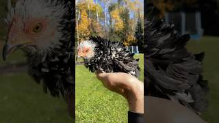 Frizzle Cochin Bantam 🦅 cute chicken [upl. by Ahsienot]