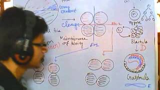 Developmental biology part 2  clevage of zygote polarity and differentiation [upl. by Anielram]