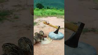 Amazing Method Trap  quail trap shorts [upl. by Nygem]