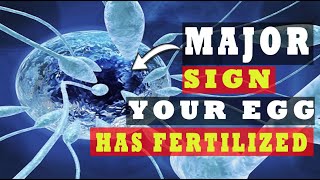 Egg and Sperm Meet Symptoms – Major Signs Your Egg Has Been Fertilized 5 INDICATIVE SYMPTOMS [upl. by Temhem]