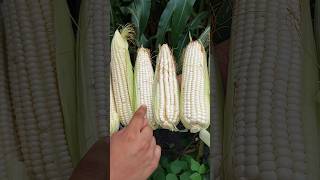 🌽🌽Fertilizantes nitrogenados para el maíz🌽🌽 maiz abono elotes agronomia [upl. by Adaven]