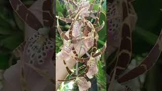 Brassia short orquídeas orchid floresnatureza plantascultivoflowers [upl. by Eelimaj]