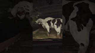 A Scary Cow Createure in the Jungle 🕷️ shorts monster animation [upl. by Ativ173]