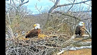 Arconic Eagles Davenport IA 01 30 24 🦅 Eagles at the nest 🦅 [upl. by Erastatus]