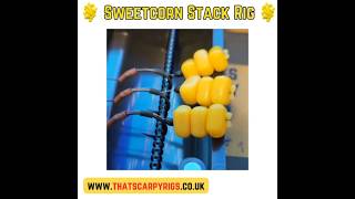 Sweetcorn Stack Rig shorts carpfishing [upl. by Shanie]