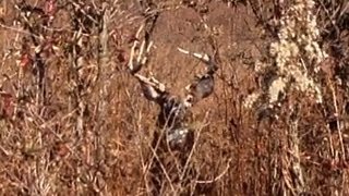 10 Deer Down  Tennessee Deer Season 201213 [upl. by Miah]