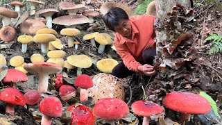 野生菌菇合集：福建深山里的珍馐，黑木耳，奶浆菌，红菇，梨菇｜wild mushrooms【闽湖阿嬤Fujian Grandma】 [upl. by Alenairam]