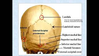 Norma occipitalis of the skull [upl. by Eanore401]