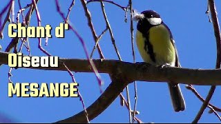 MESANGE CHARBONNIERE  Chant doiseau [upl. by Newnorb300]