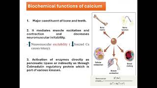 3 Calcium and phosphate homeostasis [upl. by Damarra]